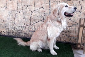 اسکار (Oscar)