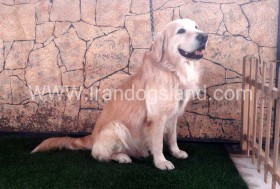 اسکار (Oscar)