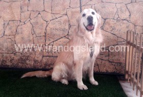 اسکار (Oscar)