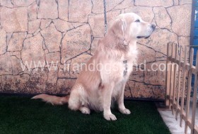 اسکار (Oscar)