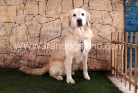 اسکار (Oscar)
