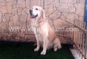 اسکار (Oscar)