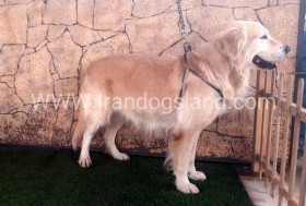 اسکار (Oscar)