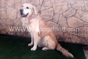 اسکار (Oscar)