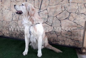 اسکار (Oscar)