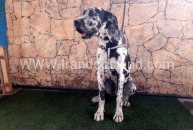 جاسپر (Jasper)