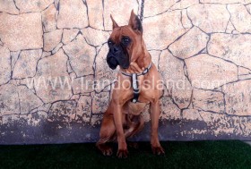 راکی (Rocky)