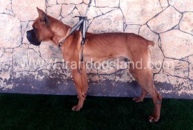 راکی (Rocky)