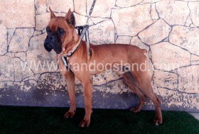 راکی (Rocky)