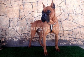 راکی (Rocky)