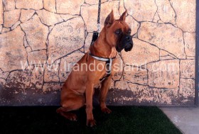راکی (Rocky)