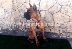 راکی (Rocky)