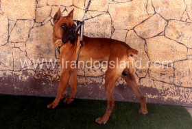 راکی (Rocky)