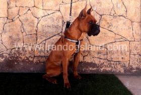 راکی (Rocky)