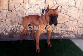 راکی (Rocky)