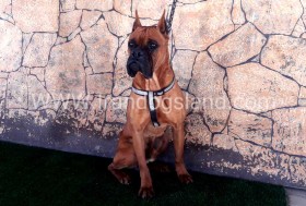 راکی (Rocky)