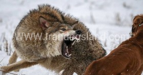 عکس بزرگترین سگ سرابی ایران
