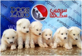 عکس سگ سامویید