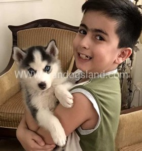 نمونه هاسکی فروخته شده به مشتری