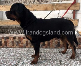 نمونه توله فروخته شده به مشتری