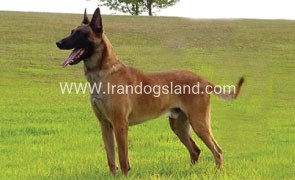 سگ مالینویز سگ مالینویز