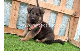 ---german-shepherd-100_1