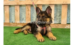 ---german-shepherd-106_12