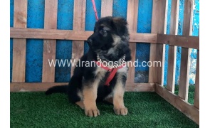 ---german-shepherd-61_12