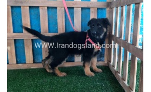 ---german-shepherd-63_7