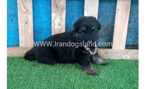 ---german-shepherd-68_2
