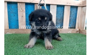 ---german-shepherd-70_3