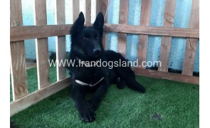 ---german-shepherd-76_3