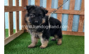 ---german-shepherd-77_4