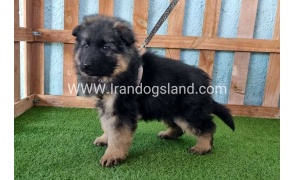 ---german-shepherd-78_4