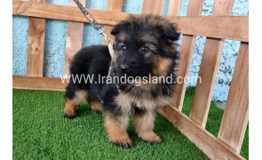 ---german-shepherd-79_7