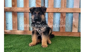 ---german-shepherd-81_8