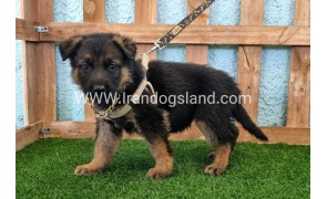 ---german-shepherd-85_1