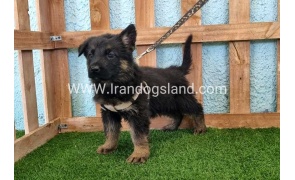 ---german-shepherd-86_11