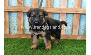 ---german-shepherd-87_6