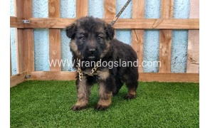---german-shepherd-88_3