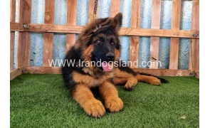 ---german-shepherd-89_10
