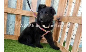 ---german-shepherd-99_11