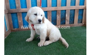 ---golde-retriwer-19_10_1162268817