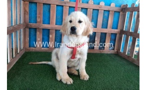 ---golde-retriwer-22_12