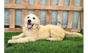 ---golde-retriwer-58_12