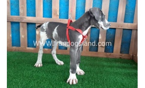 ---greatdane-100_10