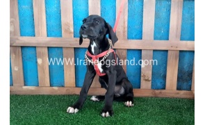 ---greatdane-103_9