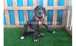 ---greatdane-104_1