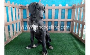 ---greatdane-105_1