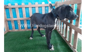 ---greatdane-106_2